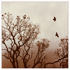 crows flying from a leafless tree