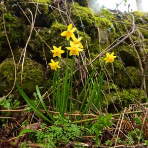 daffodils in the Duddon Valley